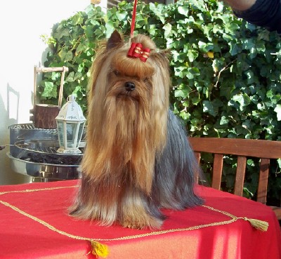 Vavawoom de Jérauliane