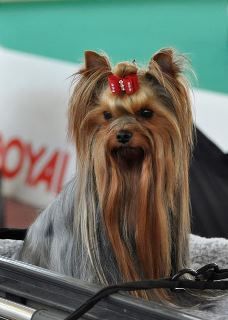 CH. El gigolo de Jérauliane