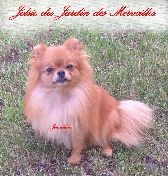 Jelsie du jardin des merveilles